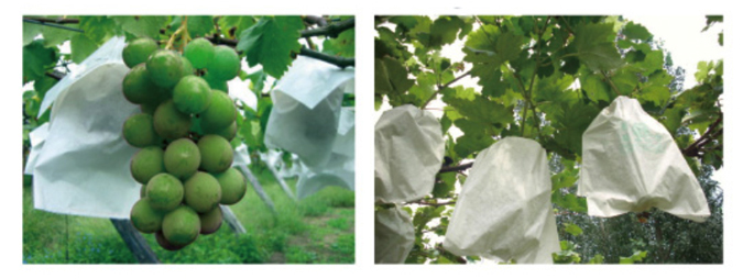 双层芒果袋机 双层芒果袋机